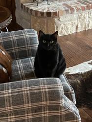 Lost Female Cat last seen Saint Moritz and McDonwell School Rd , Colleyville, TX 76034