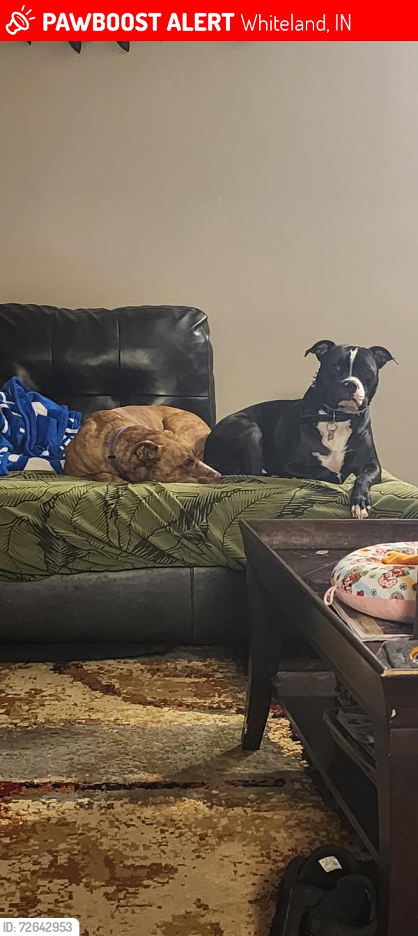 Lost Male Dog last seen N500 and White, Whiteland, IN 46184
