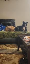 Lost Male Dog last seen N500 and White, Whiteland, IN 46184