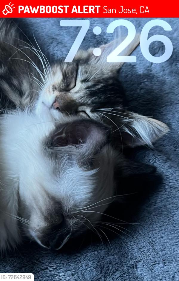 Lost Female Cat last seen Locust st san jose ca 95110, San Jose, CA 95110