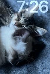 Lost Female Cat last seen Locust st san jose ca 95110, San Jose, CA 95110