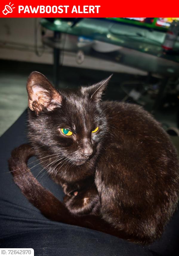 Lost Female Cat last seen Upton street , Netherton, England DY2