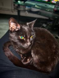 Lost Female Cat last seen Upton street , Netherton, England DY2