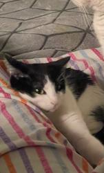 Lost Female Cat last seen Shavon ranch , San Antonio, TX 78257