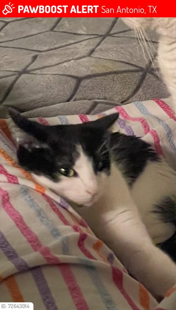 Lost Female Cat last seen Shavon ranch , San Antonio, TX 78257