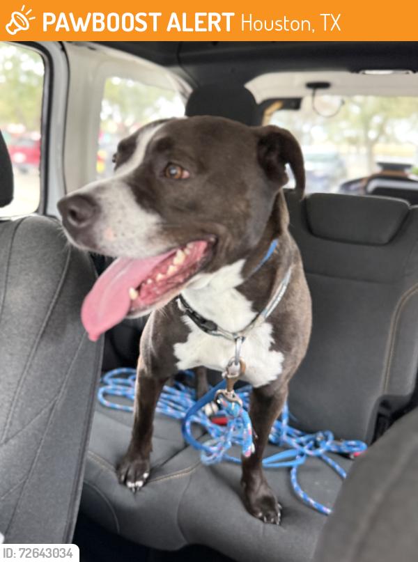 Found/Stray Male Dog last seen Seagate Lane and Fairwind, Houston, TX 77062