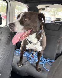 Found/Stray Male Dog last seen Seagate Lane and Fairwind, Houston, TX 77062