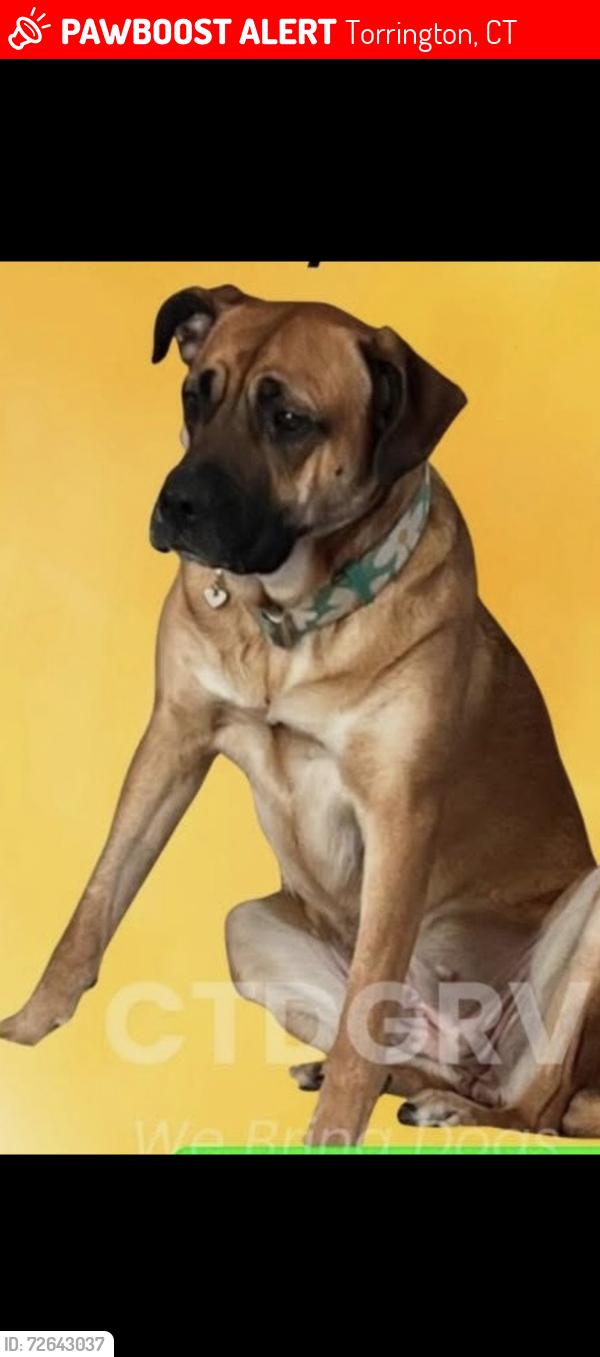 Lost Female Dog last seen Winsted Rd, Route 8 Torrington , Torrington, CT 06790