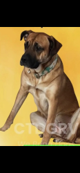 Lost Female Dog last seen Winsted Rd, Route 8 Torrington , Torrington, CT 06790