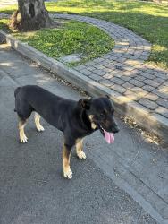 Found/Stray Male Dog last seen Adlena park, Fullerton, CA 92833