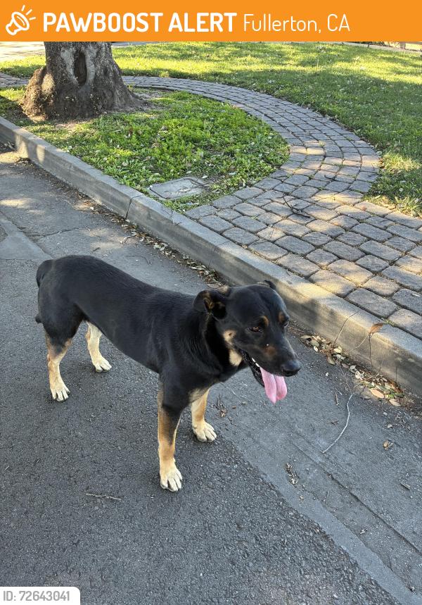 Found/Stray Male Dog last seen Adlena park, Fullerton, CA 92833