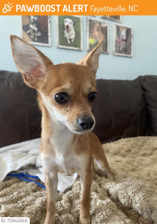 Found/Stray Female Dog last seen Near Honeycutt Park, Fayetteville, NC 28303