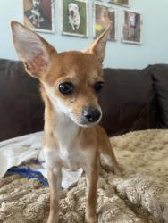 Found/Stray Female Dog last seen Near Honeycutt Park, Fayetteville, NC 28303
