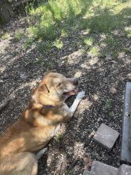 Found/Stray Male Dog last seen Orphan Restaurant , Sacramento, CA 95816