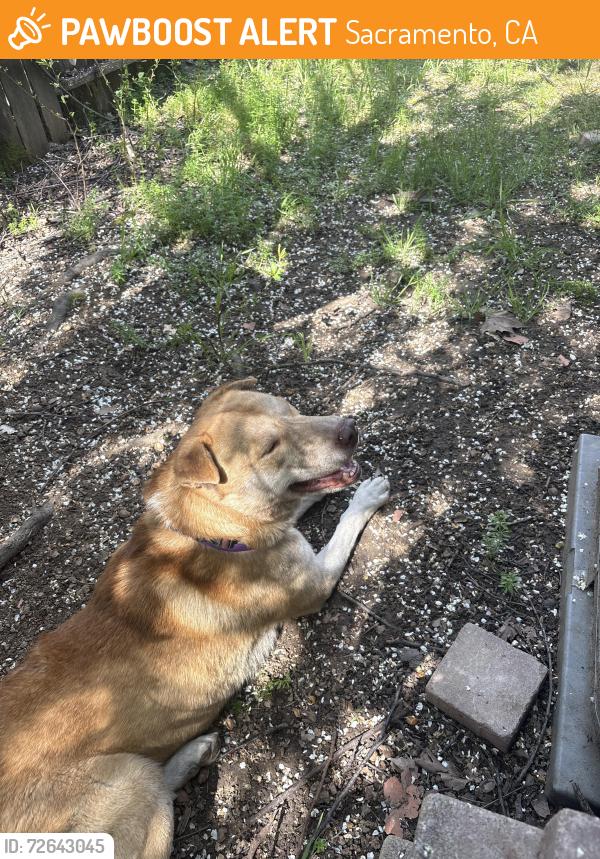 Found/Stray Male Dog last seen Orphan Restaurant , Sacramento, CA 95816