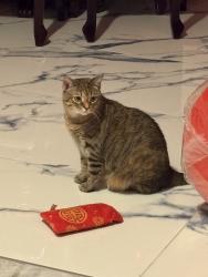 Lost Female Cat last seen Shadowfax Drive, Arlington, TX, Arlington, TX 76002
