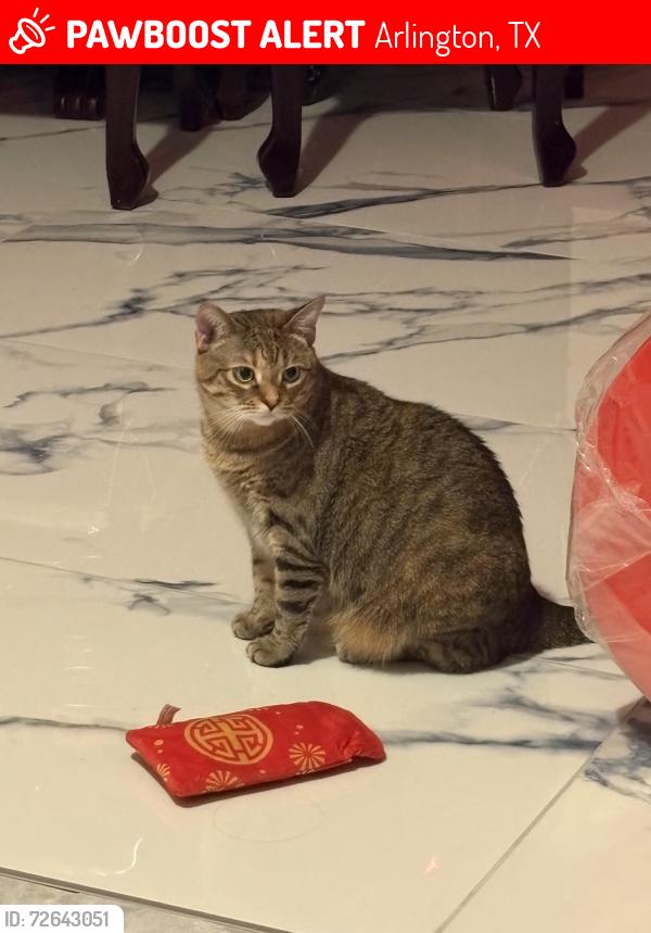 Lost Female Cat last seen Shadowfax Drive, Arlington, TX, Arlington, TX 76002