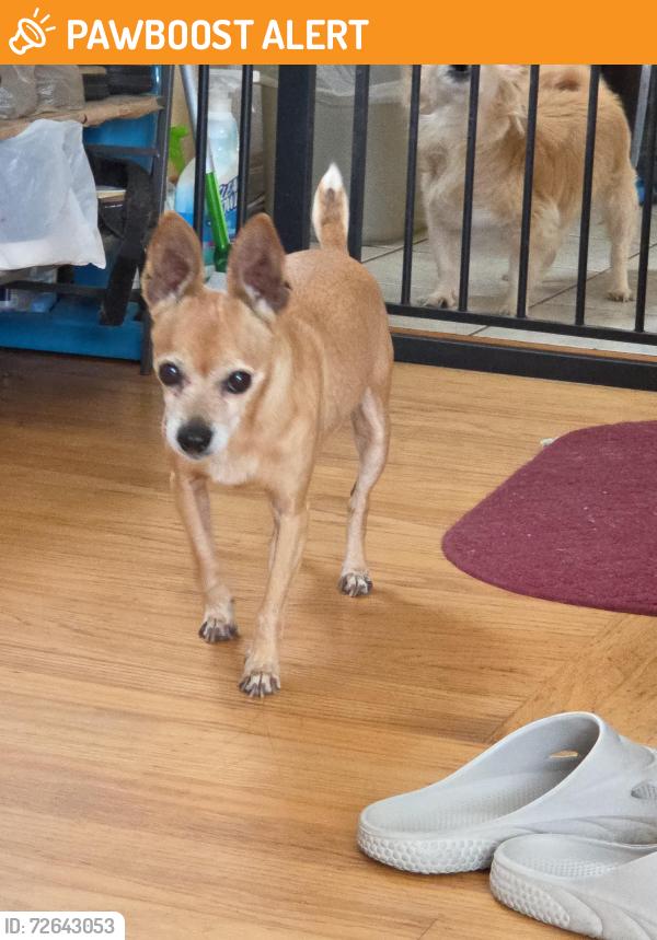 Found/Stray Female Dog last seen Behind O Reillys , South San Francisco, CA 94080
