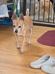 Found/Stray Female Dog last seen Behind O Reillys , South San Francisco, CA 94080