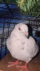 Lost Female Bird last seen Jakson and polk at it’s going to Marina and golden gate , San Francisco, CA 94115