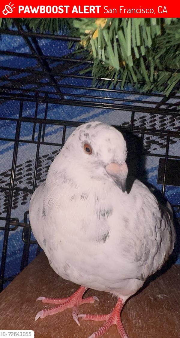 Lost Female Bird last seen Jakson and polk at it’s going to Marina and golden gate , San Francisco, CA 94115