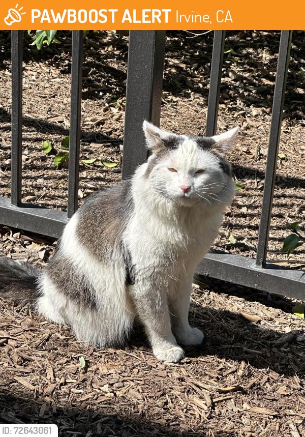 Found/Stray Unknown Cat last seen in the apmts, Irvine, CA 92604