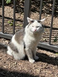 Found/Stray Unknown Cat last seen in the apmts, Irvine, CA 92604