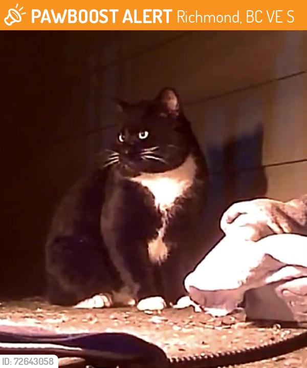 Found/Stray Unknown Cat last seen Near princess st/London lane, Richmond, BC V7E 3S2