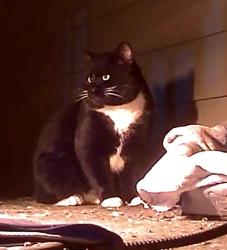 Found/Stray Unknown Cat last seen Near princess st/London lane, Richmond, BC V7E 3S2