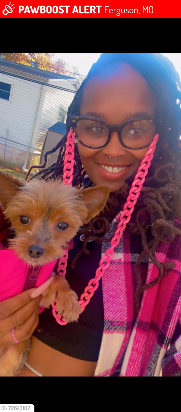 Lost Female Dog last seen Ferguson, mo, Ferguson, MO 63135
