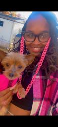 Lost Female Dog last seen Ferguson, mo, Ferguson, MO 63135