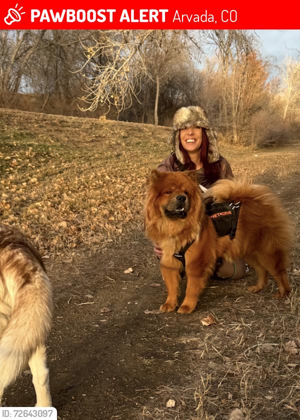 Lost Male Dog last seen Near W 54th Ave, Arvada, CO 80002