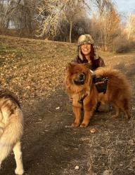 Lost Male Dog last seen Near W 54th Ave, Arvada, CO 80002
