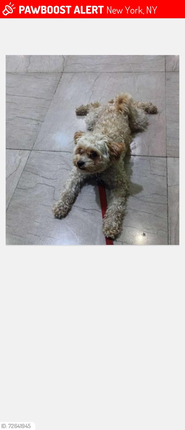 Lost Female Dog last seen Brooklyn , New York, NY 10002