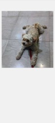 Lost Female Dog last seen Brooklyn , New York, NY 10002
