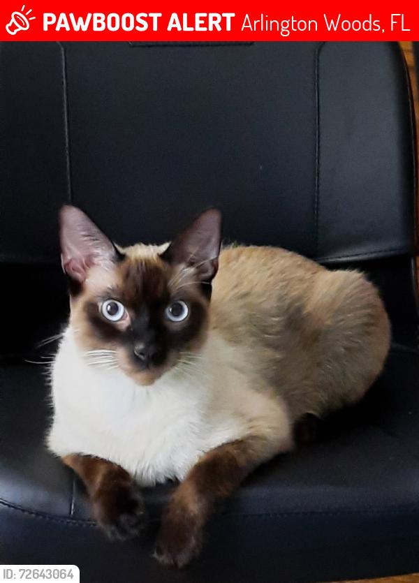 Lost Male Cat last seen Parade Rd, Hudson, Arlington Woods, FL 34667
