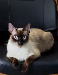 Lost Male Cat last seen Parade Rd, Hudson, Arlington Woods, FL 34667