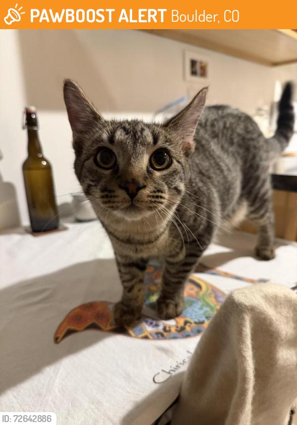 Found/Stray Unknown Cat last seen Laguna Place, Boulder, CO 80303