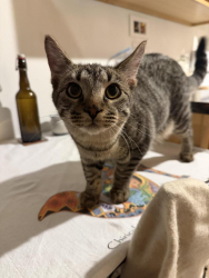 Found/Stray Unknown Cat last seen Laguna Place, Boulder, CO 80303