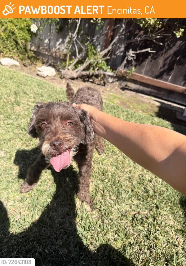 Found/Stray Male Dog last seen Summerhill Rd, Encinitas, CA 92024