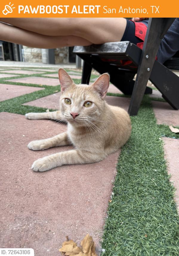 Found/Stray Male Cat last seen By the pool area apmt complex, San Antonio, TX 78209
