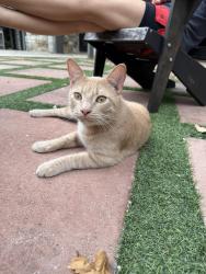 Found/Stray Male Cat last seen By the pool area apmt complex, San Antonio, TX 78209