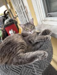 Found/Stray Male Cat last seen Car wash , Concord, CA 94520