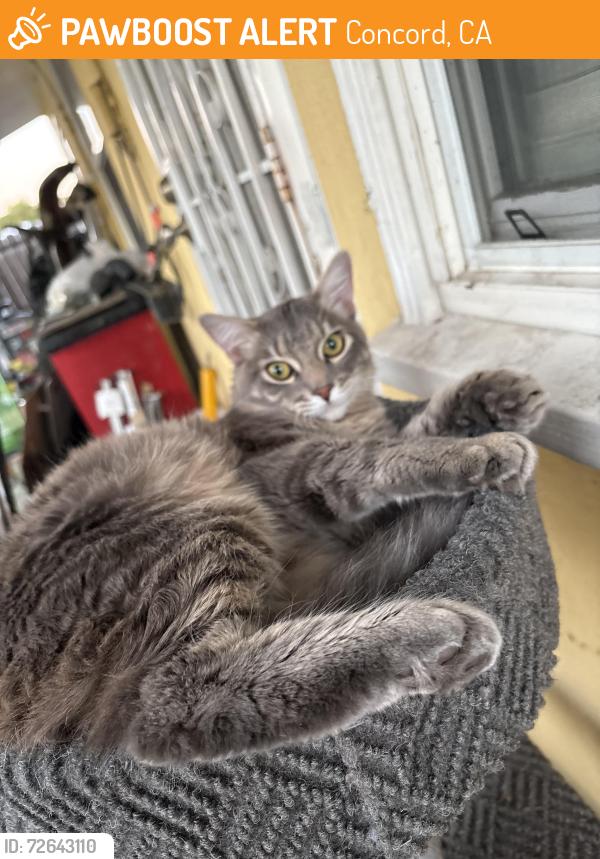 Found/Stray Male Cat last seen Car wash , Concord, CA 94520