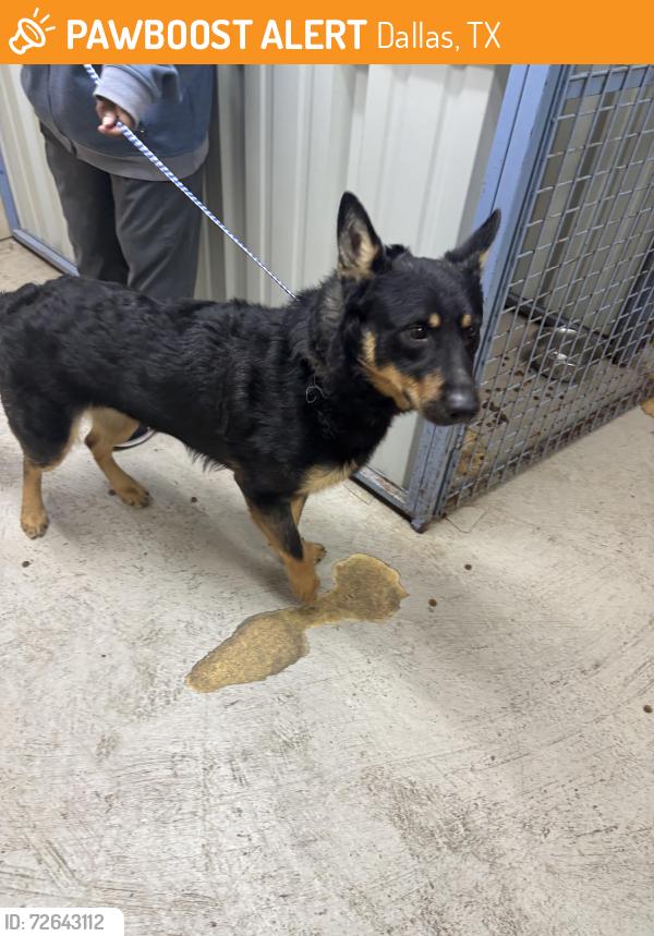 Found/Stray Male Dog last seen Near Timberglen rd, Dallas, TX 75287