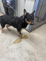 Found/Stray Male Dog last seen Near Timberglen rd, Dallas, TX 75287