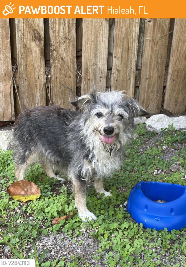 Found/Stray Female Dog last seen Near w lake drive Hialeah Florida , Hialeah, FL 33015