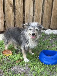 Found/Stray Female Dog last seen Near w lake drive Hialeah Florida , Hialeah, FL 33015