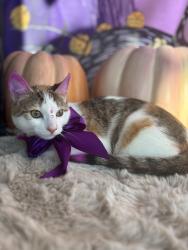Lost Female Cat last seen Normandie and 97th st, Los Angeles, CA 90047
