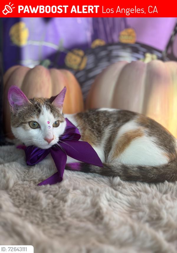 Lost Female Cat last seen Normandie and 97th st, Los Angeles, CA 90047